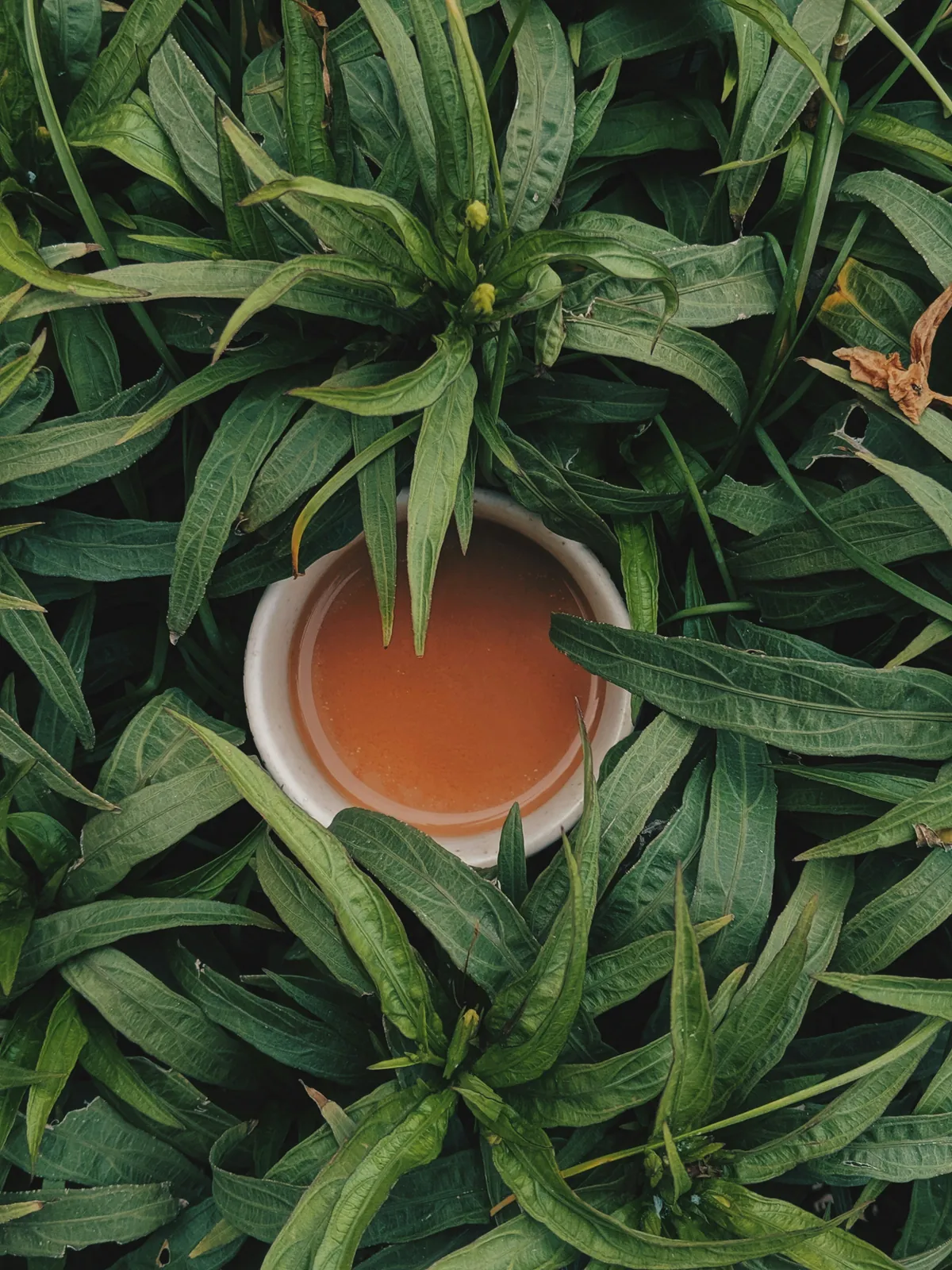 A cup of tea among fresh tea leaves